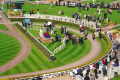 Diamond White at Newmarket - 2000