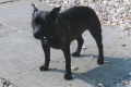 Shiva at East Green - 2003