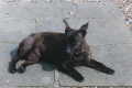Shiva at East Green - 2003